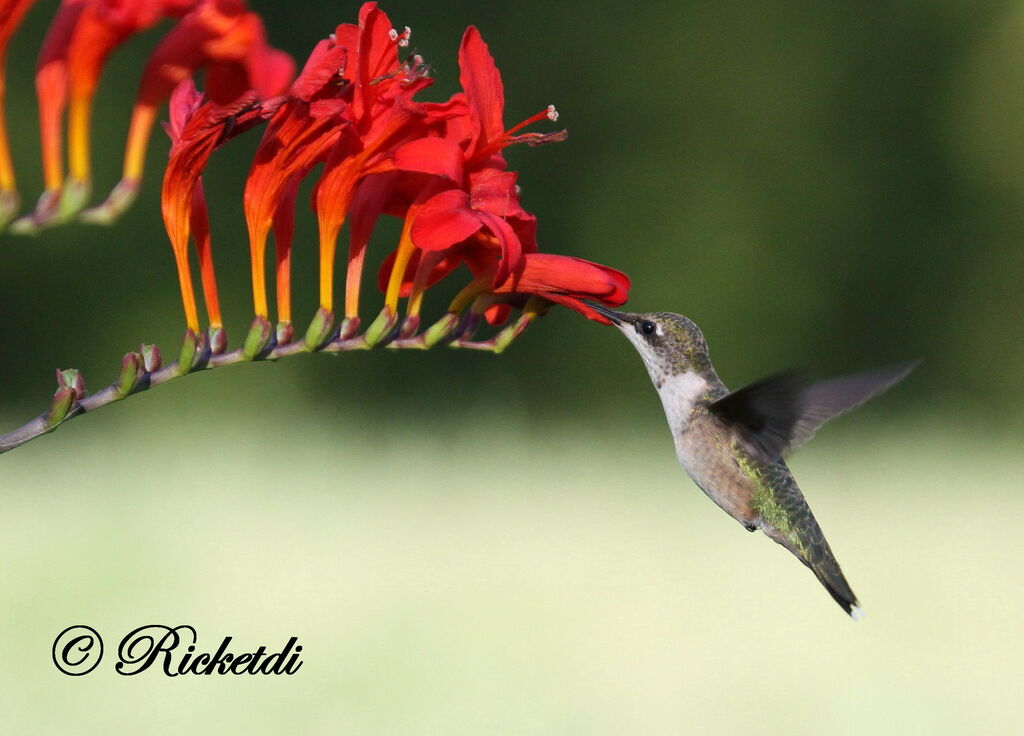 Ruby-throated Hummingbird