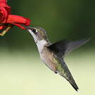 Colibri à gorge rubis