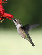 Colibri à gorge rubis