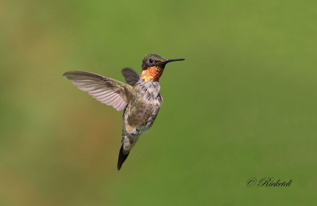 Colibri à gorge rubis mâle