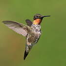 Colibri à gorge rubis