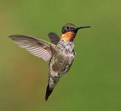 Colibri à gorge rubis