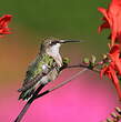 Colibri à gorge rubis