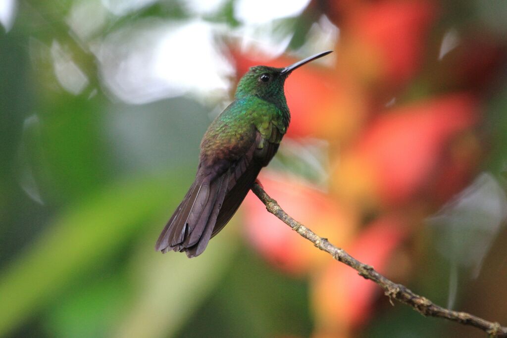 Colibri à queue bronzée