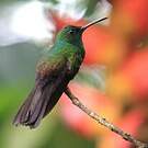 Colibri à queue bronzée