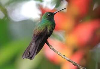 Colibri à queue bronzée