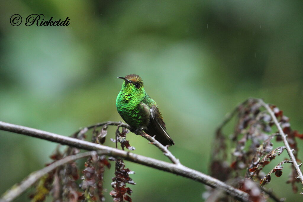 Coppery-headed Emerald