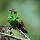 Colibri à tête cuivrée