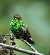 Coppery-headed Emerald