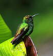 Colibri à tête cuivrée