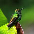 Colibri à tête cuivrée