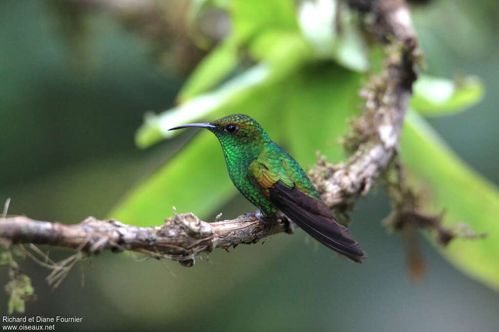 Colibri à tête cuivrée