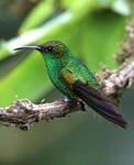 Colibri à tête cuivrée