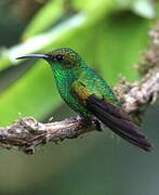 Coppery-headed Emerald