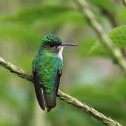 Coppery-headed Emerald