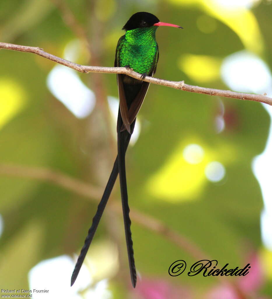 Colibri à tête noire mâle adulte, portrait, pigmentation