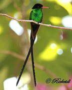 Red-billed Streamertail