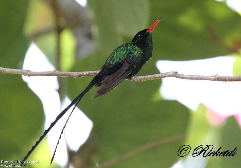 Red-billed Streamertail male adult, identification