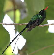 Red-billed Streamertail