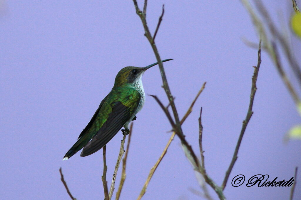 Red-billed Streamertail female