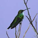Colibri à tête noire