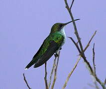 Red-billed Streamertail