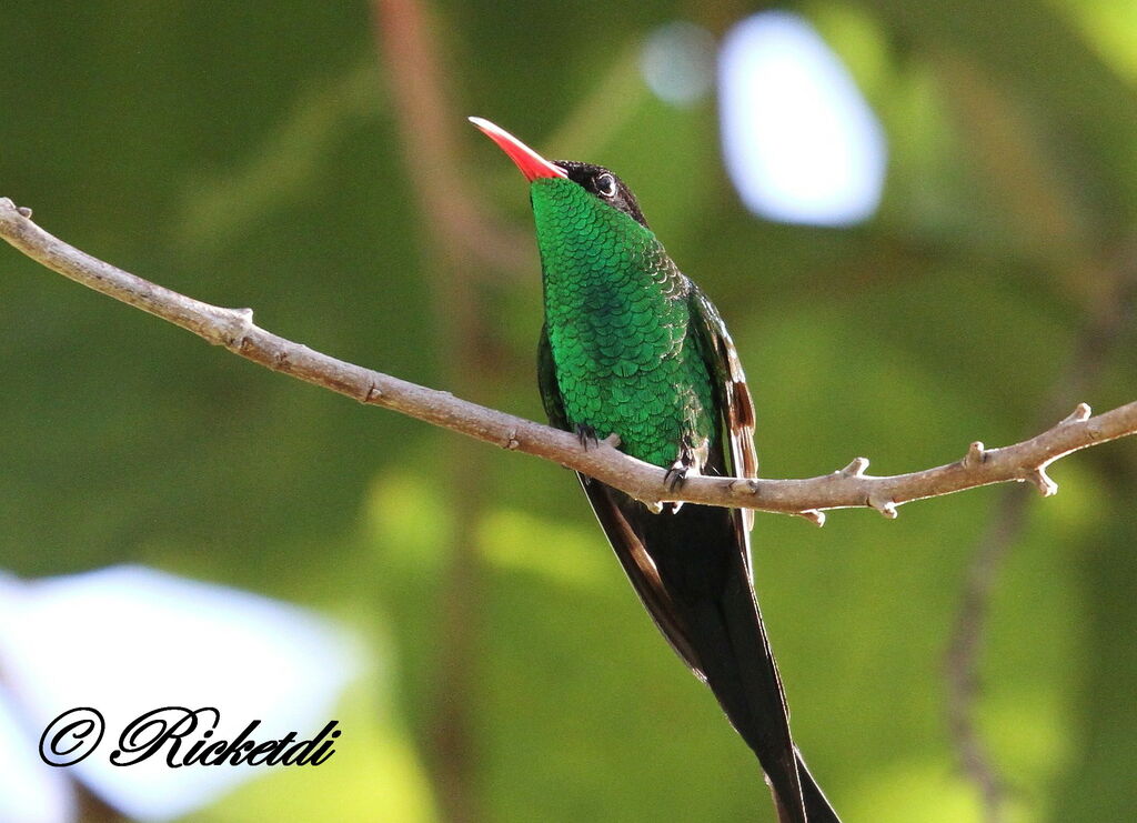 Colibri à tête noire