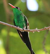 Colibri à tête noire