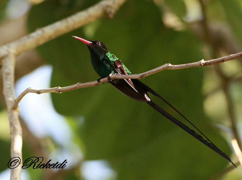 Colibri à tête noire mâle