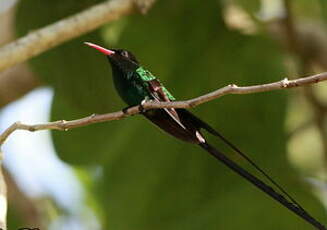 Colibri à tête noire