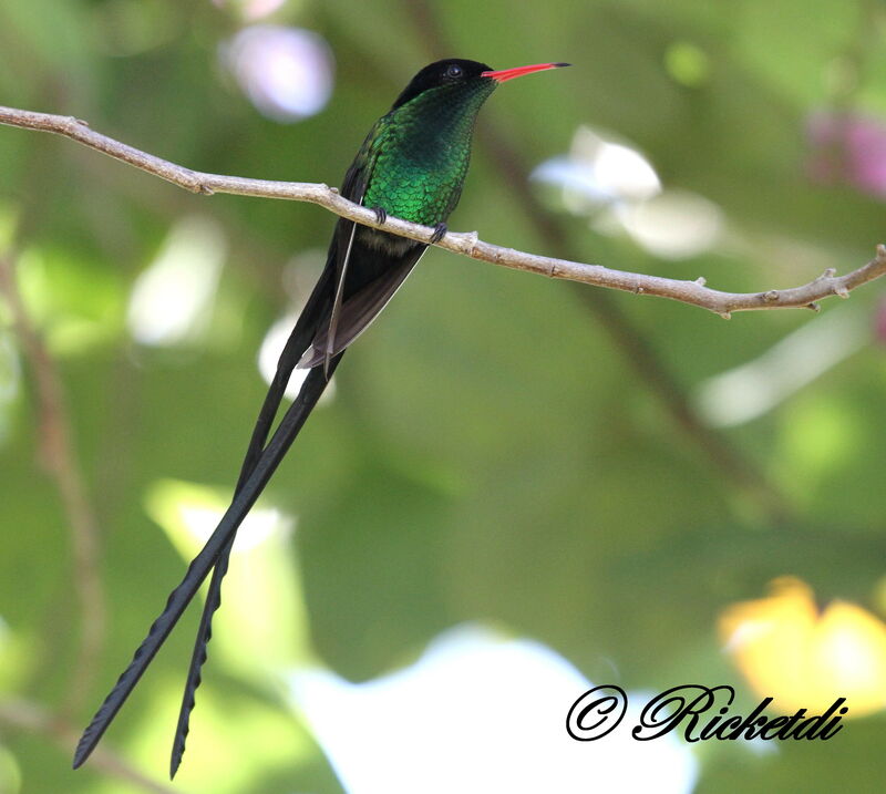Red-billed Streamertail male