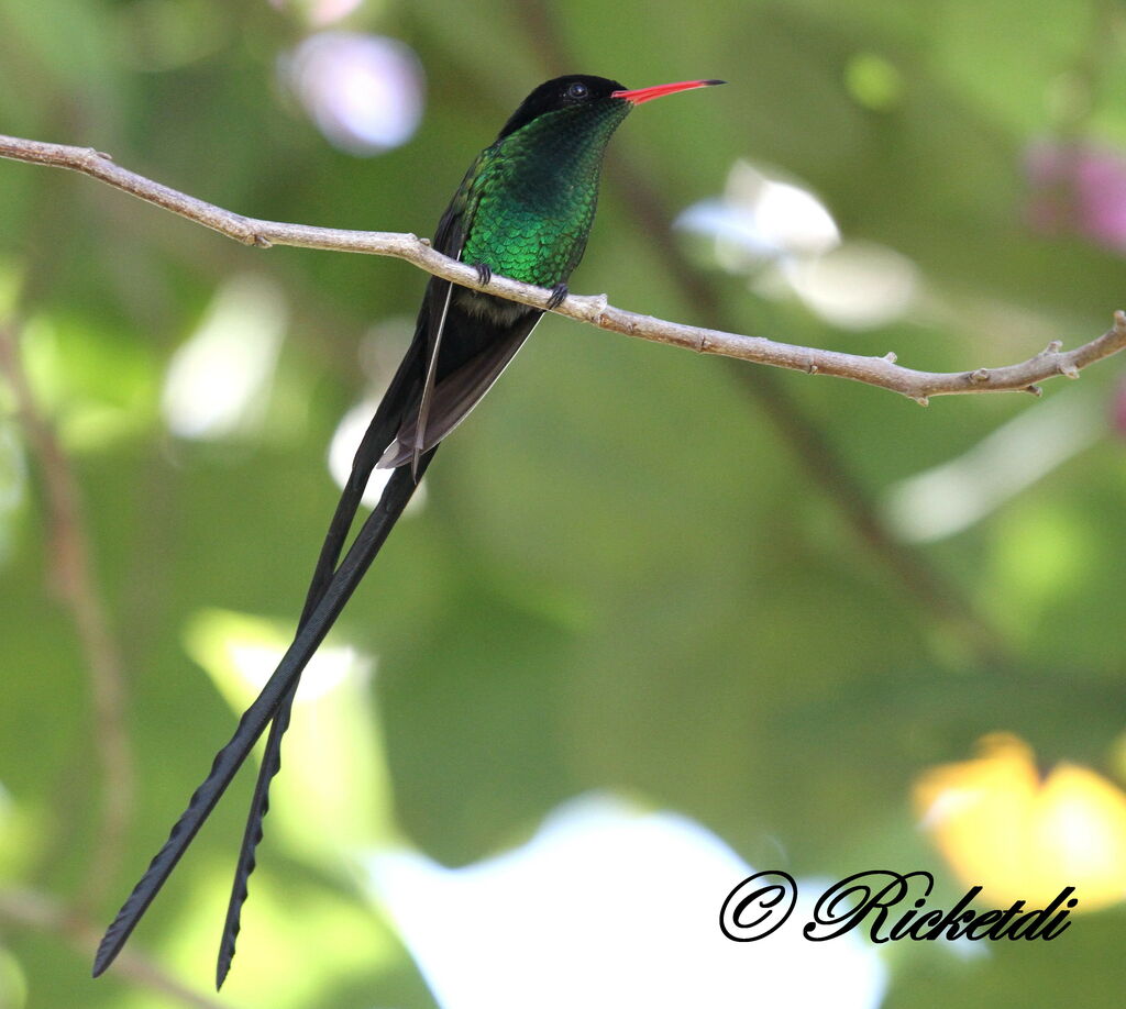 Colibri à tête noire mâle