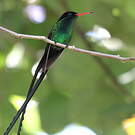 Colibri à tête noire