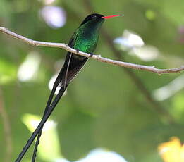 Colibri à tête noire