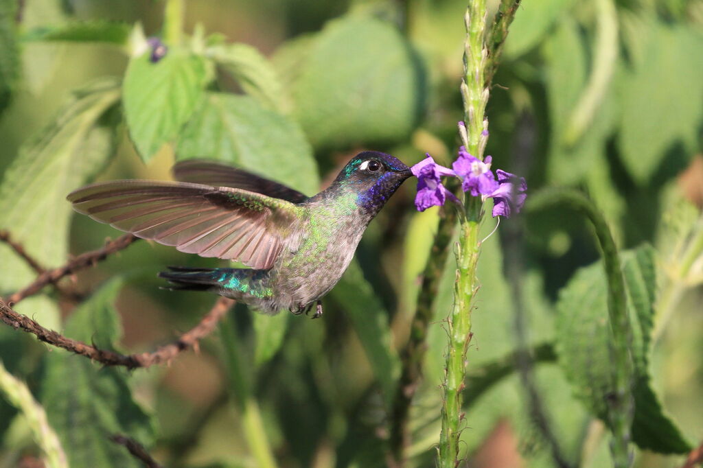 Colibri à tête violette