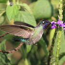 Colibri à tête violette
