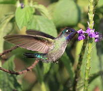 Colibri à tête violette