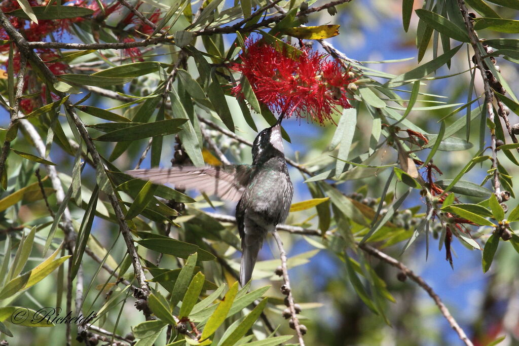 Colibri à ventre châtain