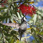 Colibri à ventre châtain