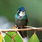 Colibri à ventre châtain
