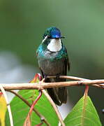 Colibri à ventre châtain