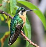 Colibri à ventre châtain