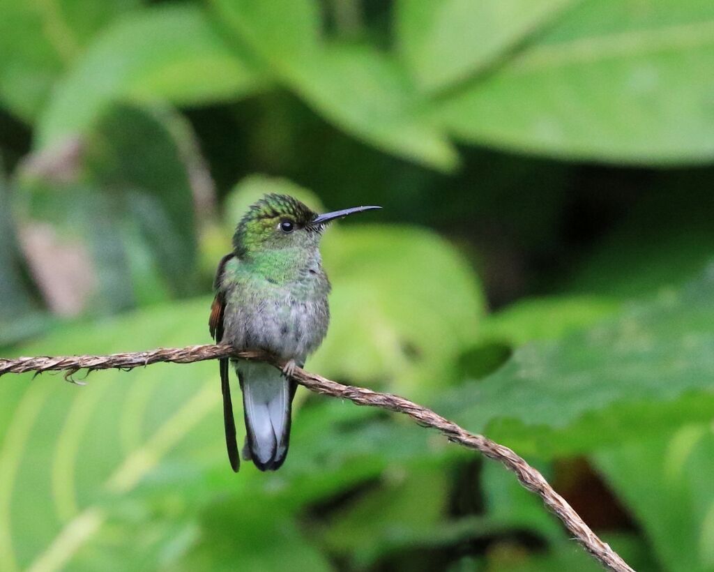 Black-bellied Hummingbird female