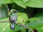 Colibri à ventre noir