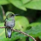 Colibri à ventre noir