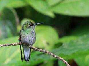Colibri à ventre noir