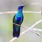 Colibri anaïs