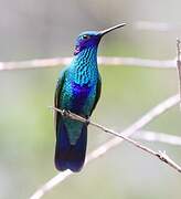 Sparkling Violetear