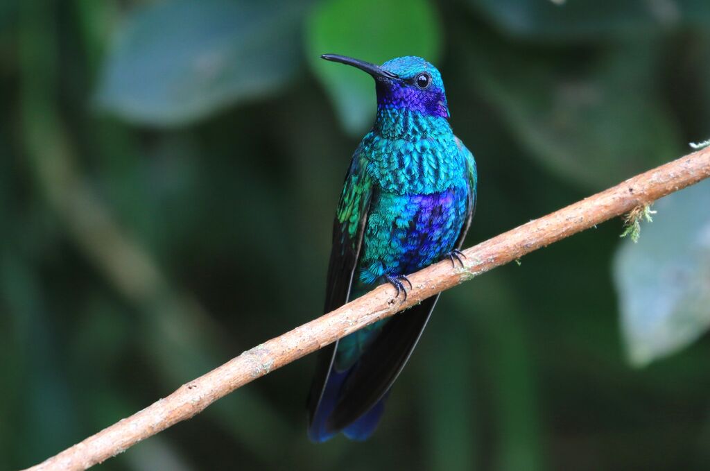 Sparkling Violetear