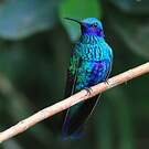 Colibri anaïs